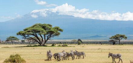 Visa requirements for Turkey passport holders traveling to Kenya